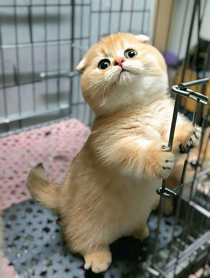 Munchkin Fold