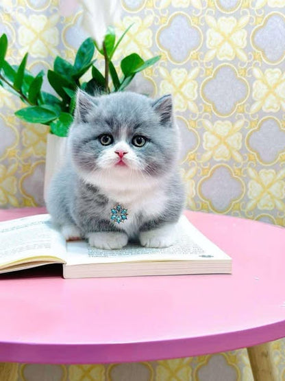 Munchkin