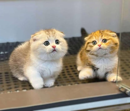 Munchkin Fold