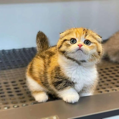 Munchkin Fold
