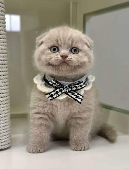 Scottish Fold