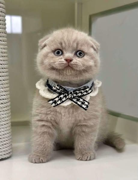 Scottish Fold