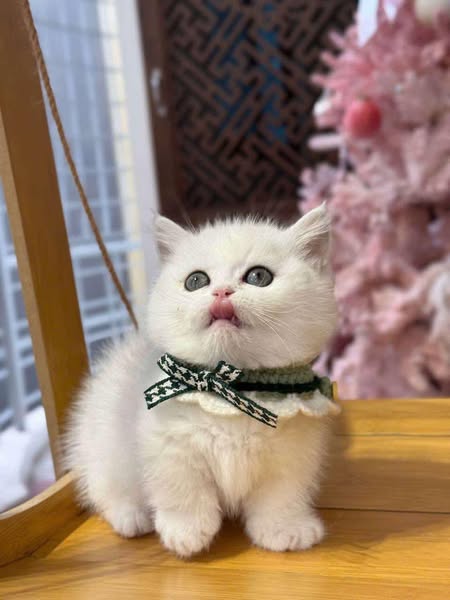 Munchkin