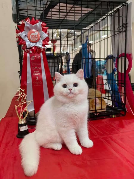 British Shorthair