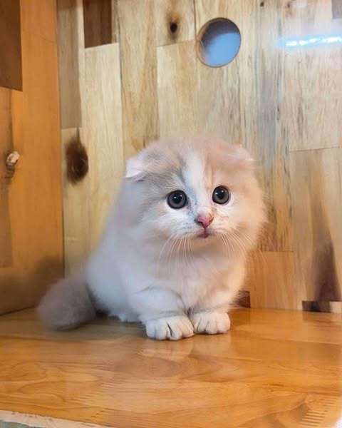 Munchkin Fold Longhair