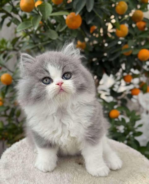 British Longhair