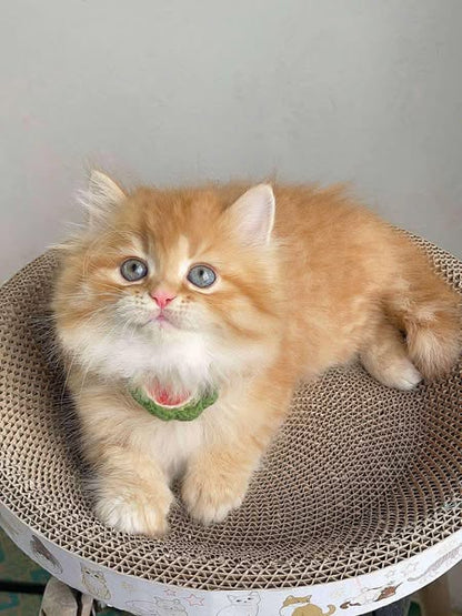 British Longhair