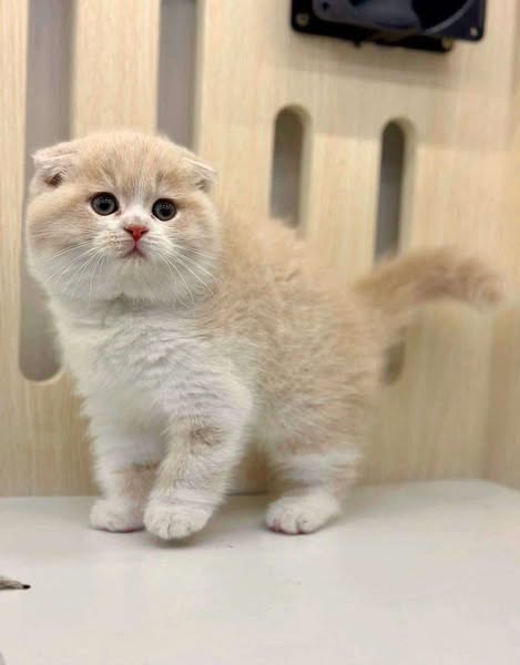 Scottish Fold