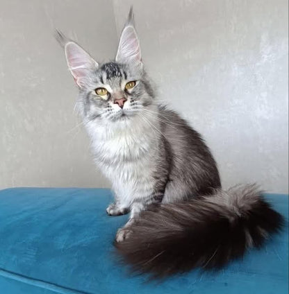 Maine Coon