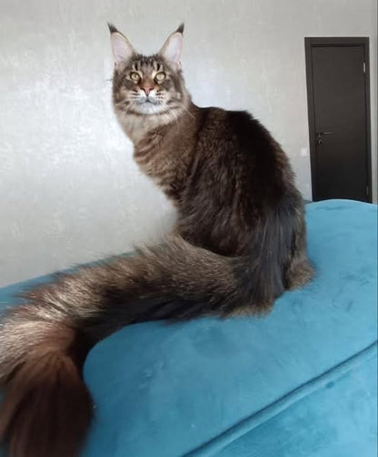 Maine Coon