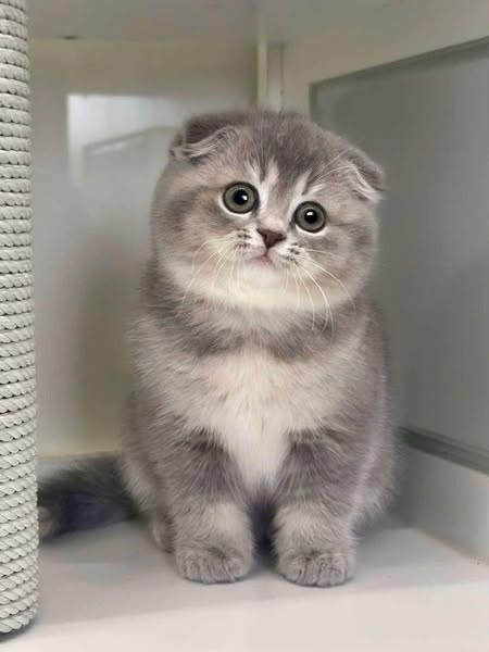 Scottish Fold