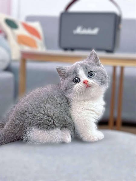 Munchkin