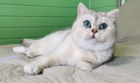 British Shorthair
