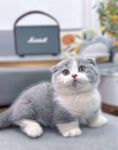Munchkin Fold