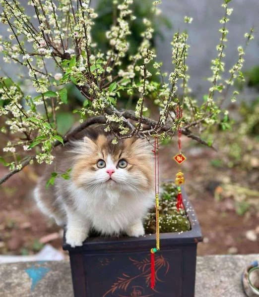 British Longhair