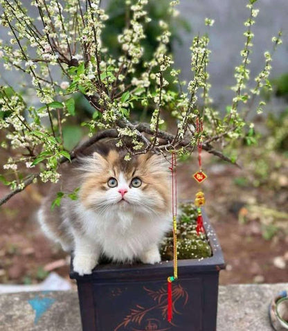 British Longhair