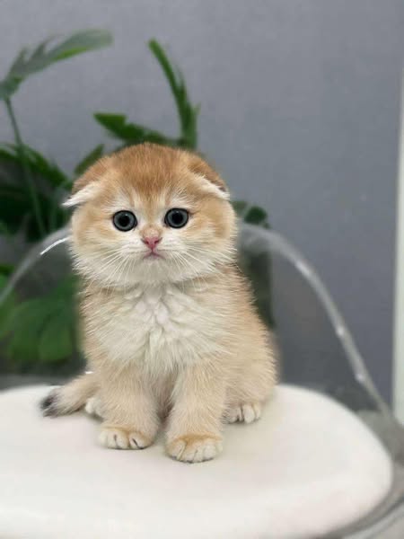 Munchkin Fold