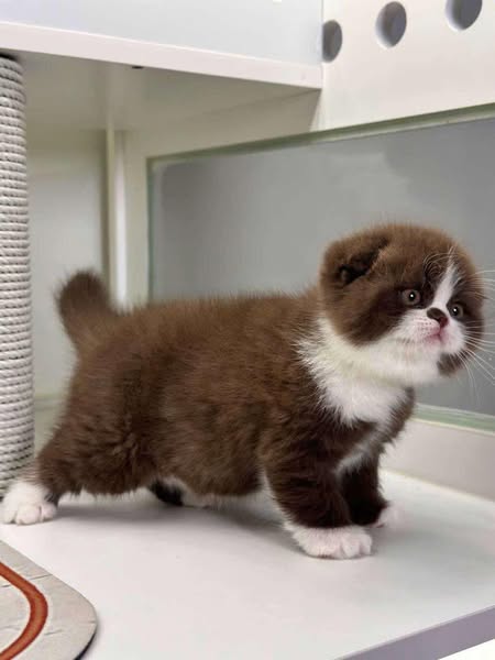 Scottish Fold