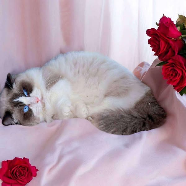 Munchkin Ragdoll