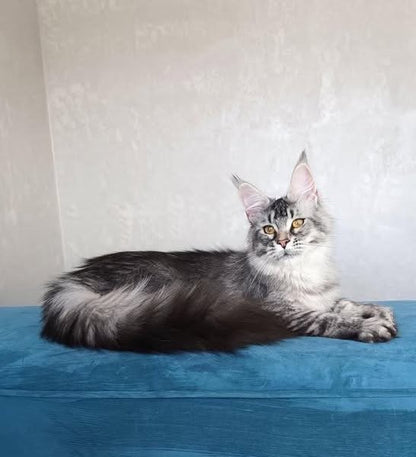 Maine Coon