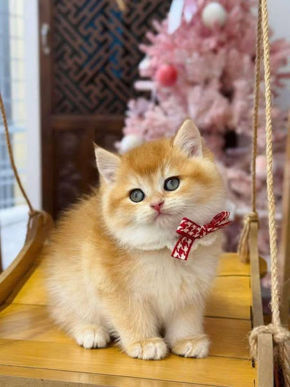 British Shorthair