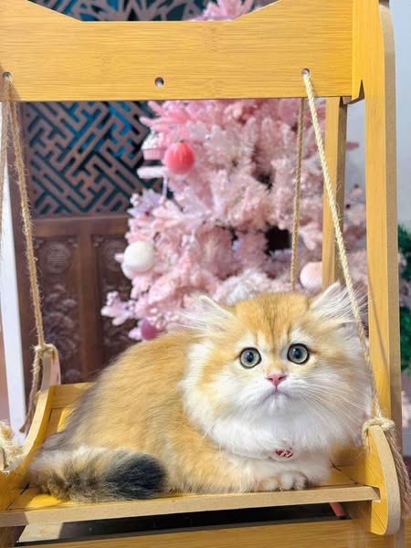 Munchkin Longhair