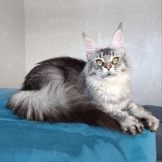 Maine Coon