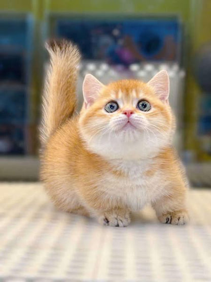 Munchkin