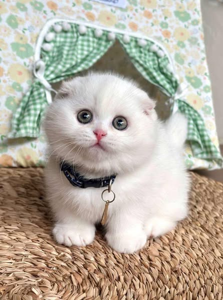 Munchkin Fold