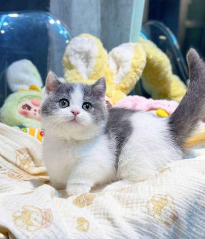 Munchkin