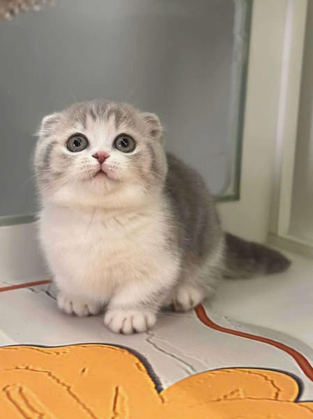 Munchkin Fold