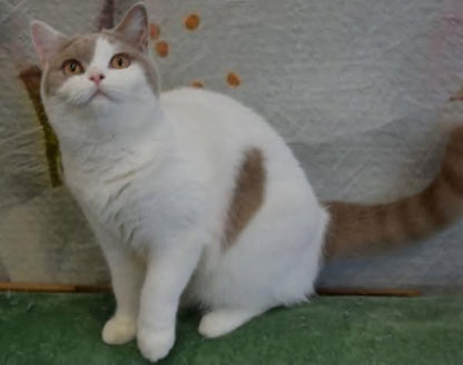 British Shorthair