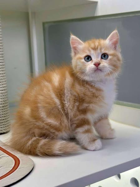 British Shorthair