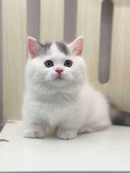 Munchkin