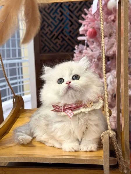Munchkin Longhair