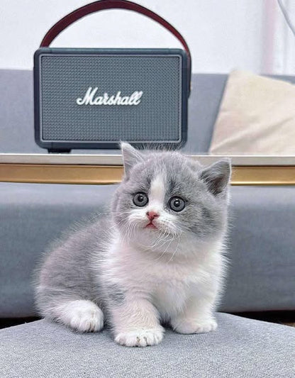 Munchkin