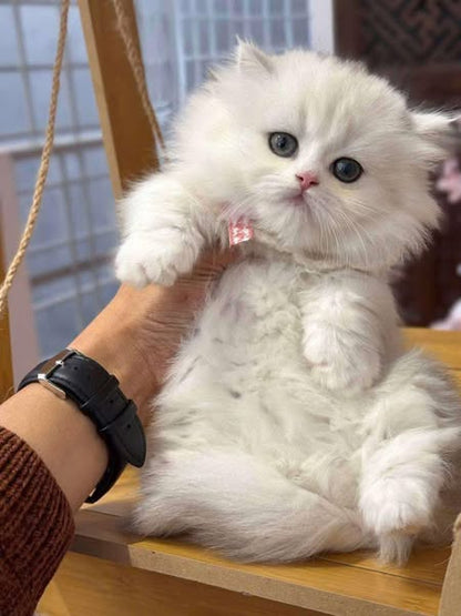 Munchkin Longhair