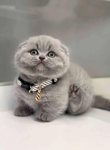 Munchkin Fold