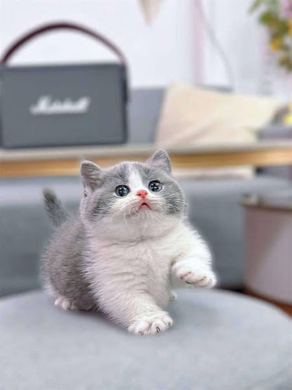 Munchkin