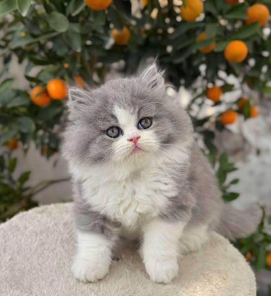 British Longhair
