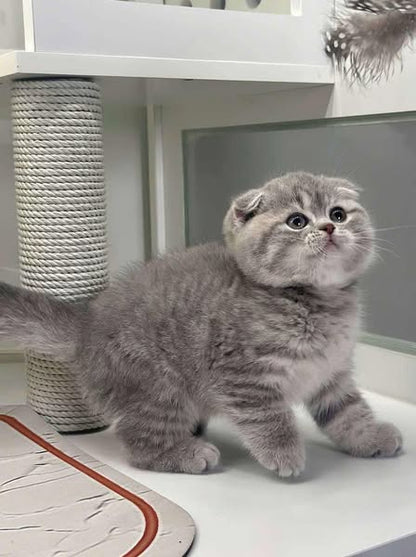 Scottish Fold