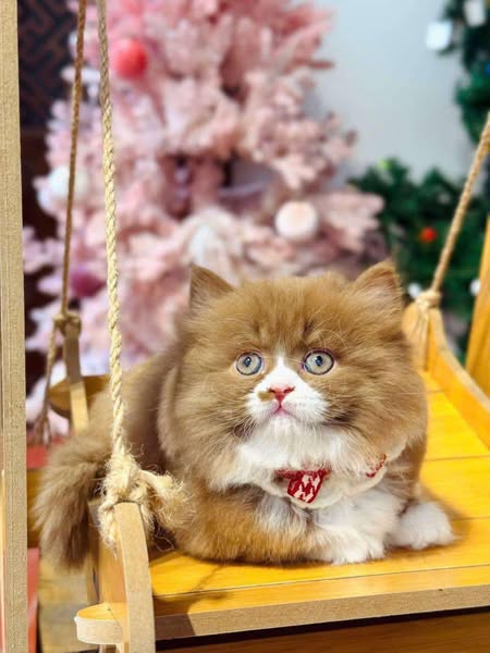 Munchkin Longhair