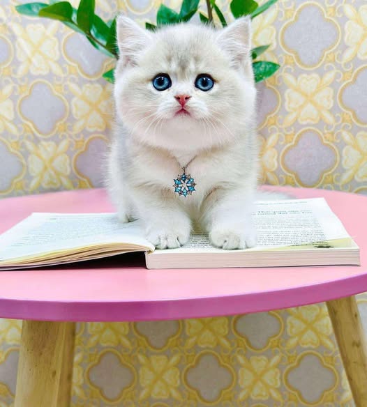 British Shorthair