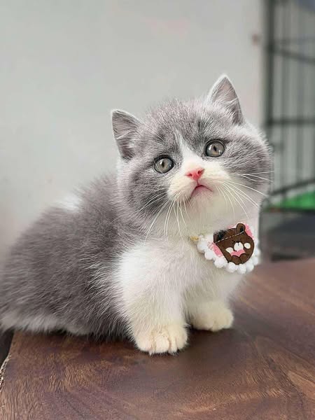 Munchkin