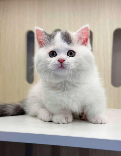 Munchkin
