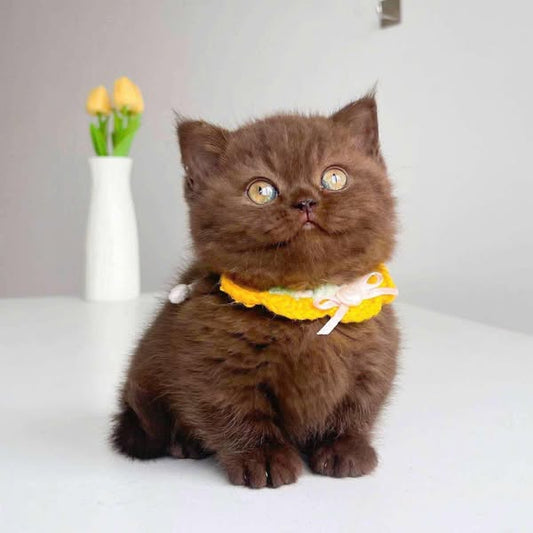 Munchkin