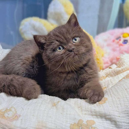 British Shorthair