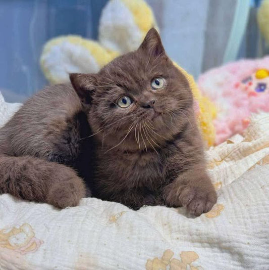 British Shorthair