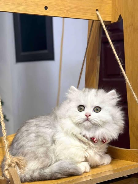 Munchkin Longhair