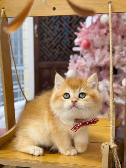 British Shorthair